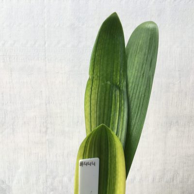SH444 Variegated Belgium Hybrid Clivia miniata