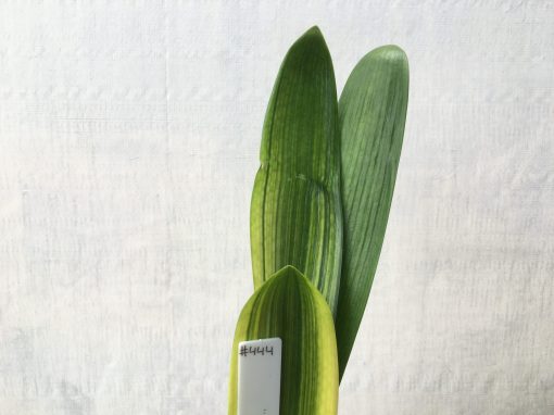 SH444 Variegated Belgium Hybrid Clivia miniata
