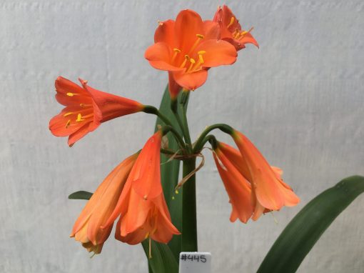 SH445 Orange Clivia Interspecific with deep salmon tones - Image 2