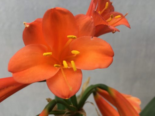 SH445 Orange Clivia Interspecific with deep salmon tones