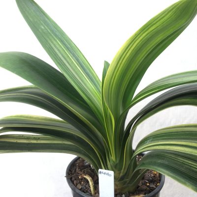 SH446 Variegated Anshan Daruma Clivia miniata, leaves 85mm x 300mm