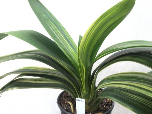 SH446 Variegated Anshan Daruma Clivia miniata, leaves 85mm x 300mm