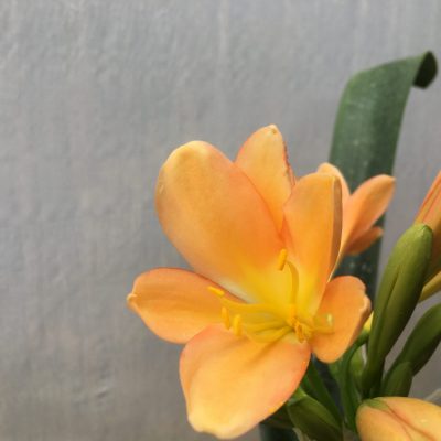 SH447 Mid Peach Clivia miniata with apricot tones