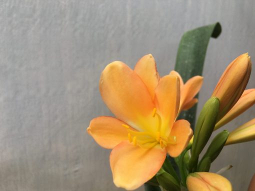SH447 Mid Peach Clivia miniata with apricot tones