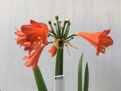 SH448 Dark Orange, near red Clivia Interspecific with hint of pastel tone - Image 2