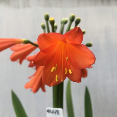 SH448 Dark Orange, near red Clivia Interspecific with hint of pastel tone