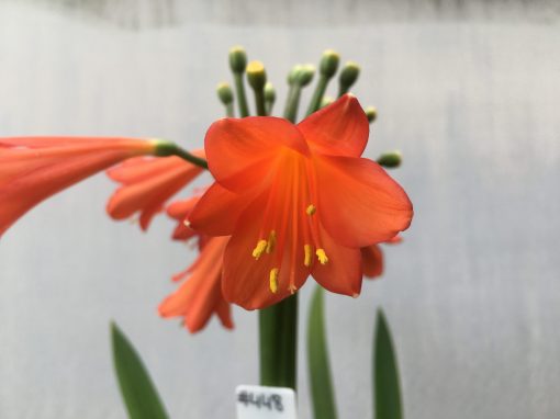 SH448 Dark Orange, near red Clivia Interspecific with hint of pastel tone