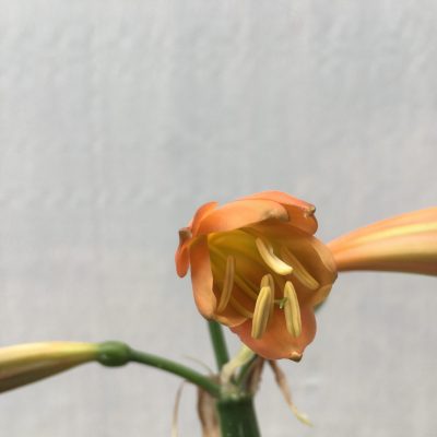 SH449 Medium orange Clivia Interspecific with bronze tones