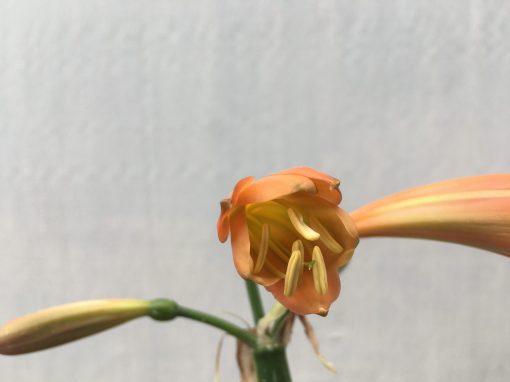 SH449 Medium orange Clivia Interspecific with bronze tones