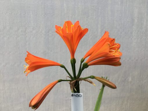 SH450 Orange Clivia Interspecific - Image 2