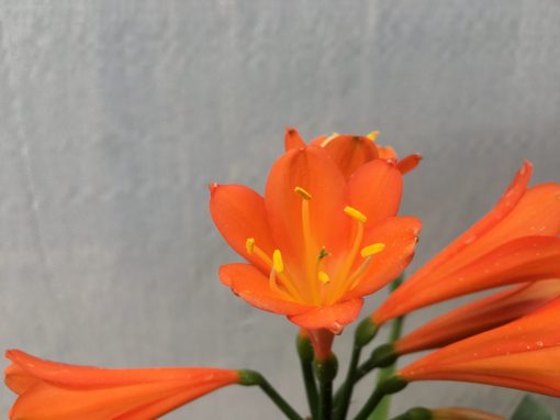 SH450 Orange Clivia Interspecific