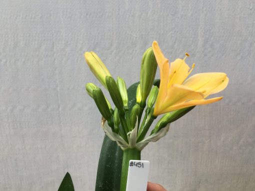SH451  Light to Mid Peach Clivia miniata with light green center - Image 2