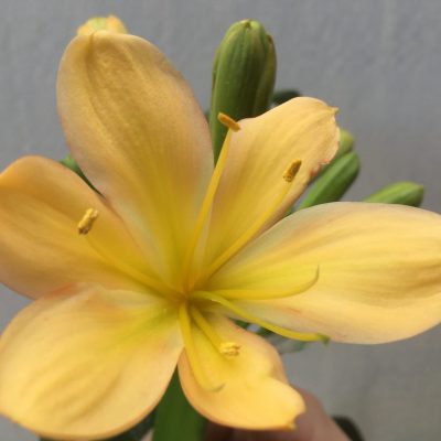 SH451  Light to Mid Peach Clivia miniata with light green center