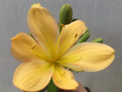 SH451  Light to Mid Peach Clivia miniata with light green center