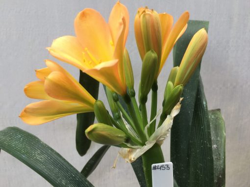 SH453 Mid Peach Clivia miniata with chloroplast infusion to petal mid lines - Image 2