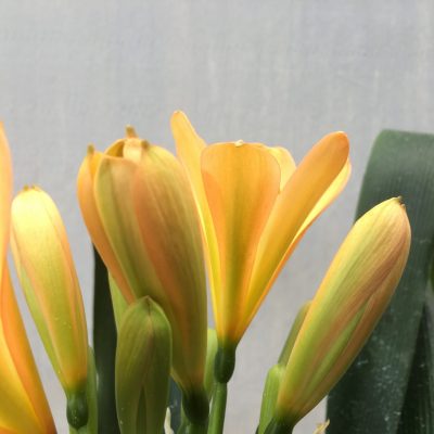SH453 Mid Peach Clivia miniata with chloroplast infusion to petal mid lines