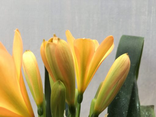 SH453 Mid Peach Clivia miniata with chloroplast infusion to petal mid lines
