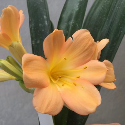 SH454 Mid Peach Clivia miniata with pink pastel tones