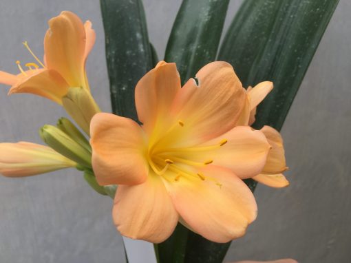 SH454 Mid Peach Clivia miniata with pink pastel tones