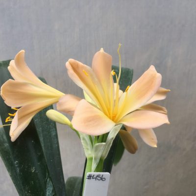 SH456 Light peach/pink Clivia miniata