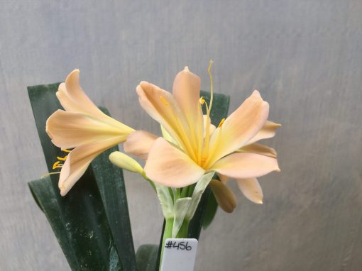 SH456 Light peach/pink Clivia miniata