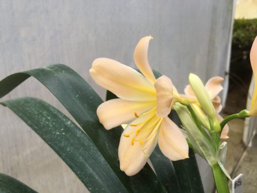 SH456 Light peach/pink Clivia miniata - Image 2