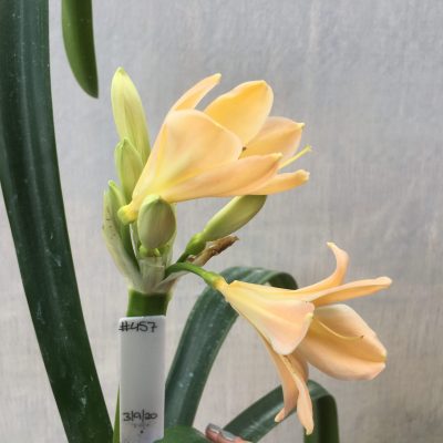 SH457 Light Peach Clivia miniata