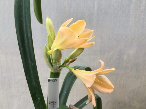 SH457 Light Peach Clivia miniata