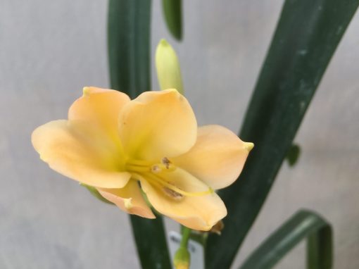 SH457 Light Peach Clivia miniata - Image 2