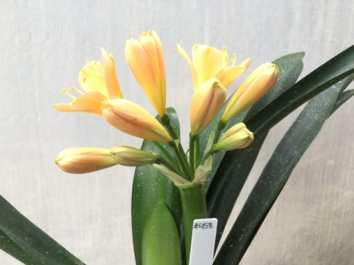 SH458 Mid to dark Peach Clivia miniata - Image 2