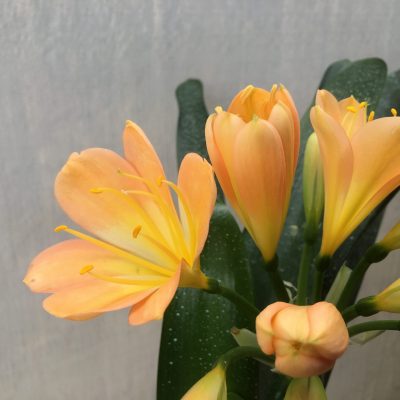 SH458 Mid to dark Peach Clivia miniata