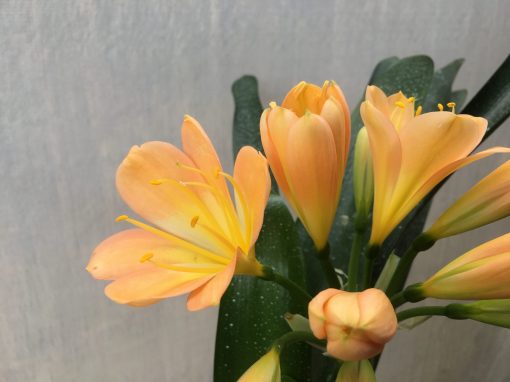SH458 Mid to dark Peach Clivia miniata