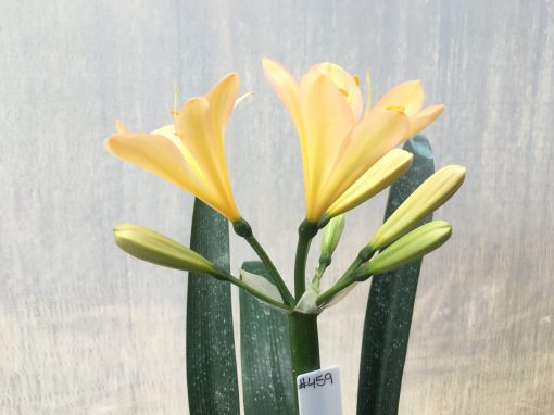 SH459 Light Peach Clivia miniata with pink tinge - Image 2