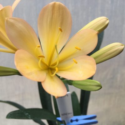 SH459 Light Peach Clivia miniata with pink tinge