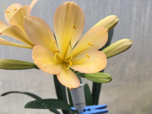 SH459 Light Peach Clivia miniata with pink tinge
