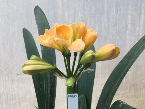 SH460 Mid Peach Clivia miniata with light green throat and pink blush - Image 2