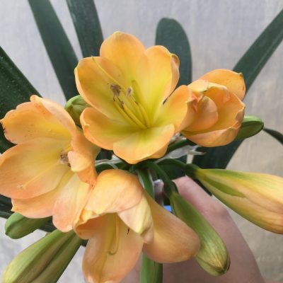 SH460 Mid Peach Clivia miniata with light green throat and pink blush