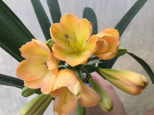 SH460 Mid Peach Clivia miniata with light green throat and pink blush