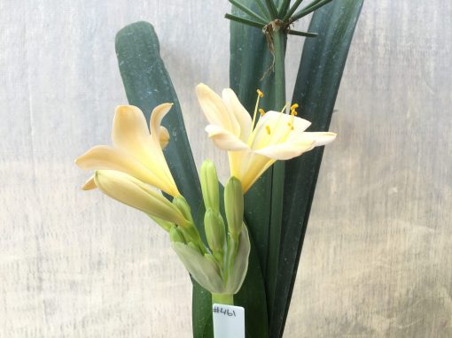 SH461 Light Peach Clivia miniata with yellow throat