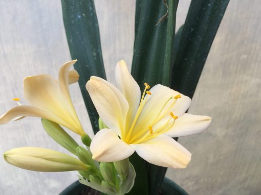 SH461 Light Peach Clivia miniata with yellow throat - Image 2