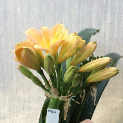 SH462 Mid Peach Clivia miniata with yellow throat