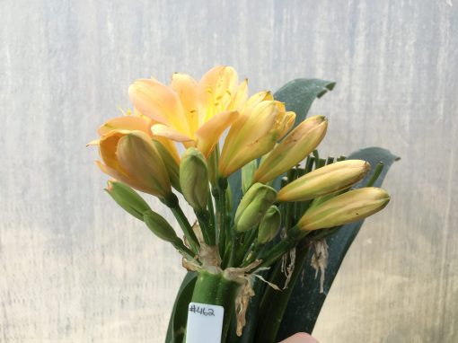 SH462 Mid Peach Clivia miniata with yellow throat