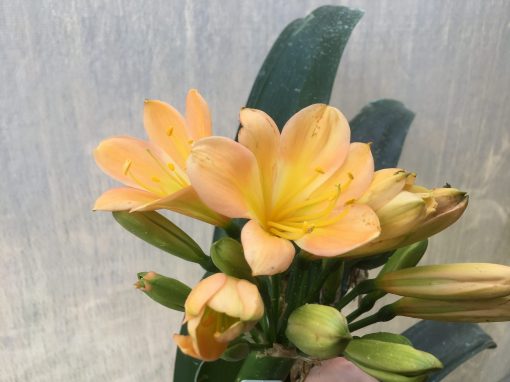 SH462 Mid Peach Clivia miniata with yellow throat - Image 2