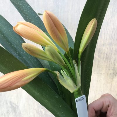 SH463 Mid Peach Clivia miniata