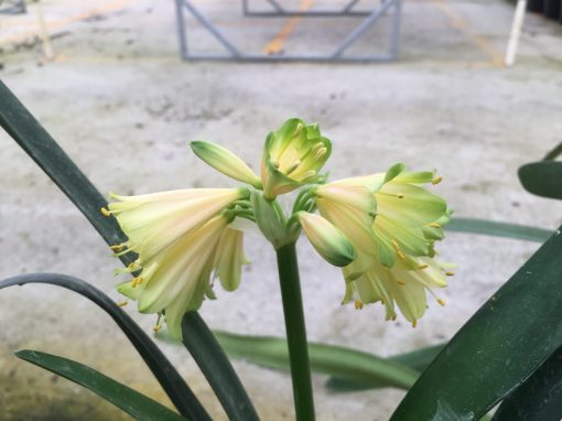 SH479 Nick's 'The Lime Lady'  Superb Clivia Interspecific with near white to pink flowers and dark green tips.  Flowers fading to pink/orange - Image 2
