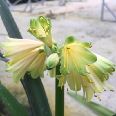 SH479 Nick's 'The Lime Lady'  Superb Clivia Interspecific with near white to pink flowers and dark green tips.  Flowers fading to pink/orange