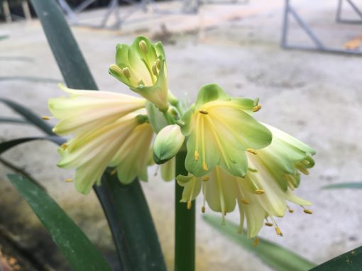 SH479 Nick's 'The Lime Lady'  Superb Clivia Interspecific with near white to pink flowers and dark green tips.  Flowers fading to pink/orange