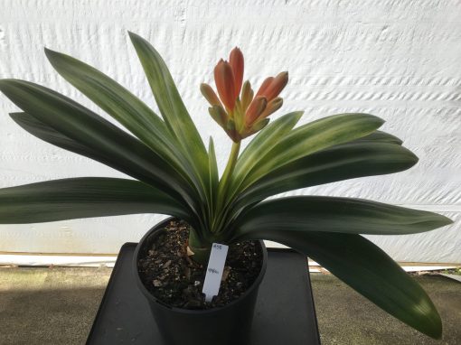 SH58 Variegated Anshan Daruma Clivia miniata with slight LOB characteristics - Image 2