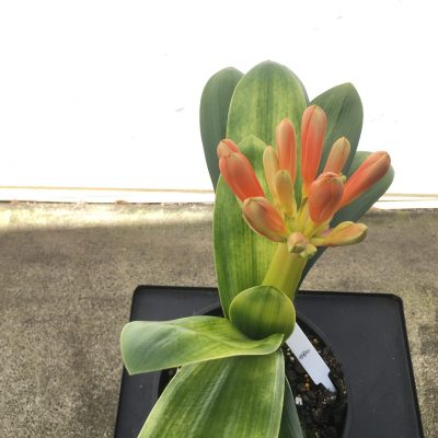 SH58 Variegated Anshan Daruma Clivia miniata with slight LOB characteristics