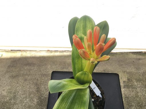SH58 Variegated Anshan Daruma Clivia miniata with slight LOB characteristics